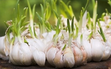 10 phương thuốc giải độc tức thì cho người bị ong đốt. Gần ngay trước mắt mà bạn không biết!